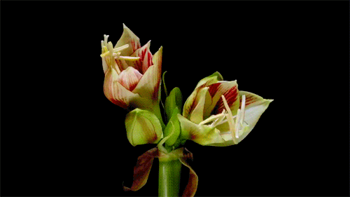 flower-gifs-lily II