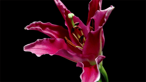 flower-gifs-stargazer-lily