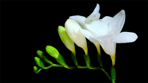 flower-gifs-white-cascade